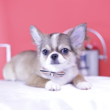 チワワ(ロング)【愛知県・男の子・2024年10月12日・レッド&ホワイト】の写真「ブリーダーアワード💗全国１～３位💗累計38冠」