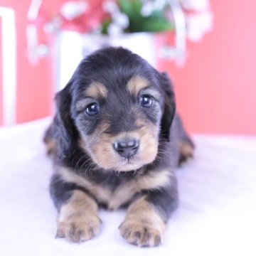 カニンヘンダックスフンド(ロング)【愛知県・女の子・2025年10月15日・ブラックタン】の写真「ブリーダーアワード💗全国１～３位💗累計40冠」