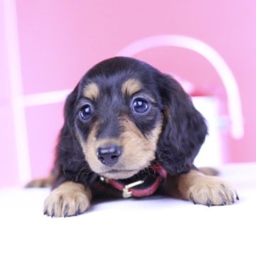 ミニチュアダックスフンド(ロング)【愛知県・女の子・2025年7月8日・ブラックタン♡】の写真「ブリーダーアワード💗全国1~3位💗累計40冠」