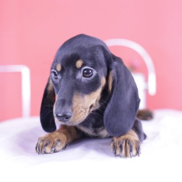 ミニチュアダックスフンド(スムース)【愛知県・女の子・2024年8月22日・ブラックタン♡】の写真「カニヘン血統💗ダックスアワード全国1位 11冠」