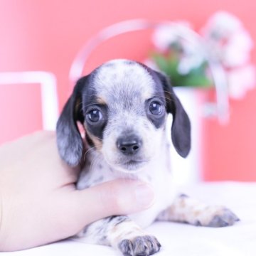 ミニチュアダックスフンド(スムース)【愛知県・男の子・2025年9月28日・ブラックタンパイボールド】の写真「ブリーダーアワード💗全国１～３位💗累計40冠」