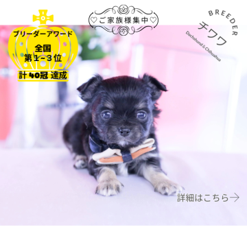 チワワ(ロング)【愛知県・男の子・2025年11月12日・ブラックタン】の写真「ブリーダーアワード💗全国１～３位💗累計40冠」