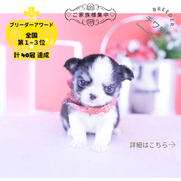 チワワ(ロング)【愛知県・男の子・2025年11月10日・ブラックタン&ホワイト】の写真「ブリーダーアワード💗全国１～３位💗累計40冠」