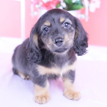 カニンヘンダックスフンド(ロング)【愛知県・女の子・2025年9月22日・ブラックタン♡】の写真「ブリーダーアワード💗全国１～３位💗累計40冠」