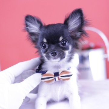 チワワ(ロング)【愛知県・男の子・2024年10月30日・ブラックタン&ホワイト】の写真「小さい子💓アワード💗全国１～３位💗累計38冠」