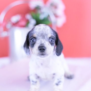 ミニチュアダックスフンド(スムース)【愛知県・男の子・2025年9月28日・ブラックタンパイボールド】の写真「ブリーダーアワード💗全国１～３位💗累計40冠」