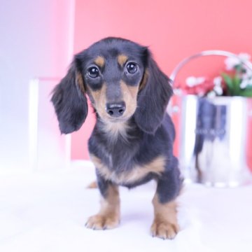 カニンヘンダックスフンド(ロング)【愛知県・女の子・2025年6月15日・ブラックタン♡】の写真「ブリーダーアワード💗全国１～３位💗累計40冠」