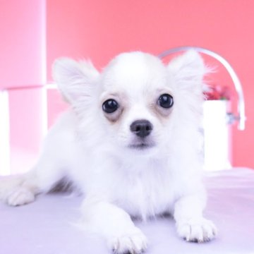 チワワ(ロング)【愛知県・男の子・2025年4月12日・ホワイトクリーム】の写真「ブリーダーアワード💗全国１～３位💗累計40冠」