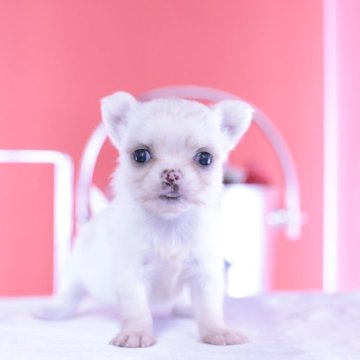 チワワ(ロング)【愛知県・女の子・2025年6月29日・ホワイトクリーム】の写真「ブリーダーアワード💗全国１～３位💗累計40冠」