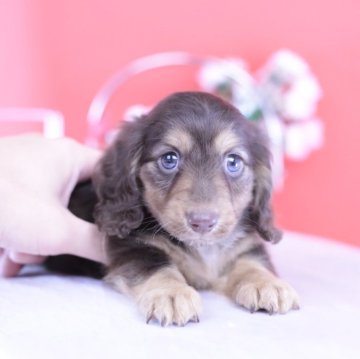 カニンヘンダックスフンド(ロング)【愛知県・男の子・2025年9月16日・チョコイエロー】の写真「ブリーダーアワード💗全国1~3位💗累計40冠 」