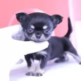 チワワ(ロング)