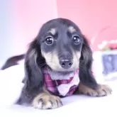 カニンヘンダックスフンド(ロング)【愛知県・女の子・2025年6月15日・ブラックイエロー♡】の写真1「とても可愛い女の子💕」