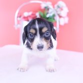 ミニチュアダックスフンド(ロング)