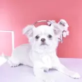 チワワ(ロング)