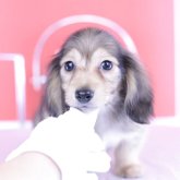 カニンヘンダックスフンド(ロング)