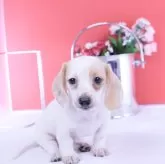 ミニチュアダックスフンド(スムース)【愛知県・女の子・2025年9月28日・クリームパイボールド♡】の写真1「小さな可愛い女の子🩷」