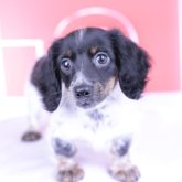 カニンヘンダックスフンド(ロング)