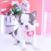 チワワ(スムース)