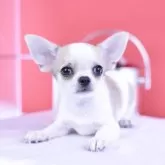 チワワ(スムース)