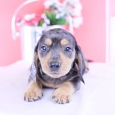 カニンヘンダックスフンド(スムース)