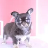 チワワ(ロング)