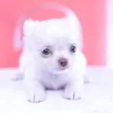 チワワ(ロング)