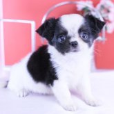 チワワ(ロング)