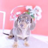 カニンヘンダックスフンド(スムース)