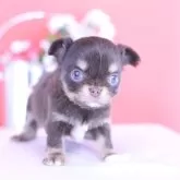 チワワ(ロング)