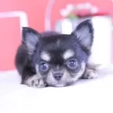 チワワ(ロング)
