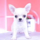 チワワ(スムース)