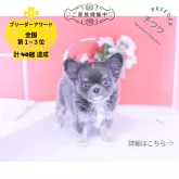 チワワ(ロング)