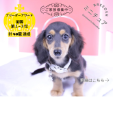 ミニチュアダックスフンド(ロング)