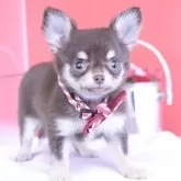 チワワ(ロング)