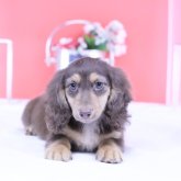 カニンヘンダックスフンド(ロング)