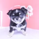 チワワ(ロング)