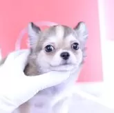 チワワ(ロング)