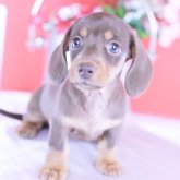 カニンヘンダックスフンド(スムース)