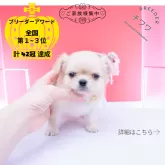 チワワ(ロング)