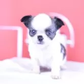 チワワ(ロング)