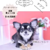 チワワ(ロング)