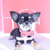 チワワ(ロング)
