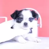 チワワ(ロング)