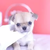 チワワ(スムース)