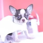 チワワ(スムース)