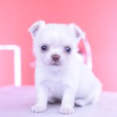 チワワ(ロング)