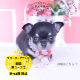 チワワ(スムース)