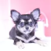 チワワ(ロング)