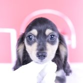 カニンヘンダックスフンド(ロング)