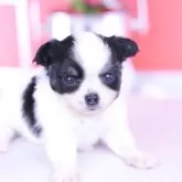 チワワ(ロング)